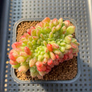 Echeveria 'Carol' Crested 2"-3" Succulent Plant Cutting