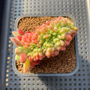 Echeveria 'Carol' Crested 2"-3" Succulent Plant Cutting