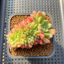 Echeveria 'Carol' Crested 2"-3" Succulent Plant Cutting