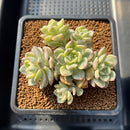 Echeveria 'Tinkerbell' Variegated 3" Cluster Succulent Plant Cutting