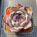 Echeveria 'Black Sabbath' 3"-4" Succulent Plant Cutting