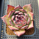Echeveria 'Black Sabbath' 3"-4" Succulent Plant Cutting