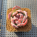 Echeveria 'Black Sabbath' 2" Succulent Plant Cutting