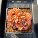 Echeveria sp. Crested 4" Succulent Plant Cutting