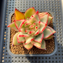 Echeveria Agavoides 'Maria' Variegated 3" Succulent Plant Cutting
