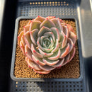 Echeveria 'Pink Lipstick' 3" Succulent Plant Cutting