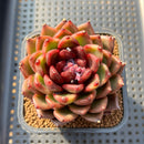 Echeveria Agavoides sp. 2" Succulent Plant Cutting