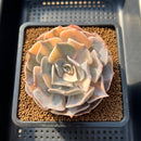 Echeveria 'Pollux' Variegated 3" Succulent Plant Cutting