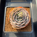 Echeveria 'Cream Latte' 3" New Hybrid Succulent Plant Cutting