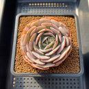 Echeveria 'Cream Latte' 3" New Hybrid Succulent Plant Cutting