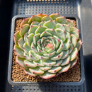 Echeveria 'Starlight' Zaragoza Hybrid 2"-3" New Hybrid Succulent Plant Cutting