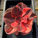 Echeveria 'Primadonna' Variegated 5"-6" Specimen Succulent Plant Cutting