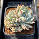 Echeveria 'Orange Monroe' Crested 4" Succulent Plant Cutting
