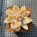 Graptoveria 'Grand Palace' Variegated 2" Succulent Plant Cutting