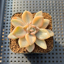 Graptoveria 'Grand Palace' Variegated 2" Succulent Plant Cutting