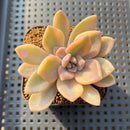 Graptoveria 'Grand Palace' Variegated 2" Succulent Plant Cutting