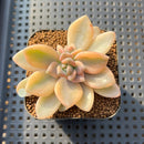 Graptoveria 'Grand Palace' Variegated 2" Succulent Plant Cutting
