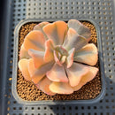 Echeveria 'Cubic Frost' Variegated 3" Succulent Plant Cutting