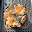Echeveria 'Cubic Frost' Variegated 3" Succulent Plant Cutting