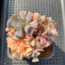 Echeveria 'Cubic Frost' Variegated Crested Cluster 3" Succulent Plant Cutting