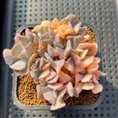 Echeveria 'Cubic Frost' Variegated Crested Cluster 3" Succulent Plant Cutting