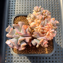 Echeveria 'Cubic Frost' Variegated Crested Cluster 3" Succulent Plant Cutting