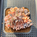 Echeveria 'Cubic Frost' Variegated Crested Cluster 3" Succulent Plant Cutting
