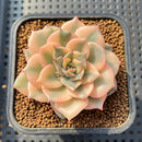 Echeveria 'Pink Erica' Variegated 2"-3" Succulent Plant Cutting