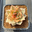 Echeveria 'Black Queen' Variegated 2" Succulent Plant Cutting