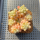 Graptopetalum 'Miul' 2" Succulent Plant Cutting