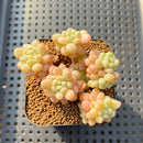 Graptopetalum 'Miul' 2" Succulent Plant Cutting