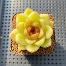 Echeveria 'Black Rose' 2" Succulent Plant Cutting