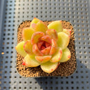 Echeveria 'Black Rose' 2" Succulent Plant Cutting