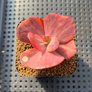 Echeveria 'Red Phoenix' Variegated 2" Succulent Plant Cutting
