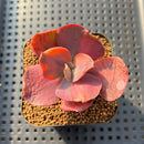Echeveria 'Red Phoenix' Variegated 2" Succulent Plant Cutting