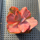 Echeveria 'Red Phoenix' Variegated 2" Succulent Plant Cutting