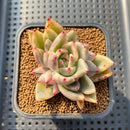 Echeveria Agavoides 'Agnes' Variegated 2" Succulent Plant Cutting