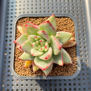 Echeveria Agavoides 'Agnes' Variegated 2" Succulent Plant Cutting