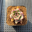 Echeveria Agavoides 'Agnes' Variegated 2" Succulent Plant Cutting