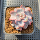 Echeveria 'Heart Song' 2" Succulent Plant Cutting