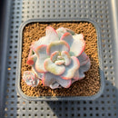 Echeveria 'Heart Song' 2" Succulent Plant Cutting