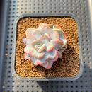 Echeveria 'Heart Song' 2" Succulent Plant Cutting