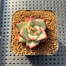 Echeveria Agavoides 'Maria' Variegated  1"-2" Succulent Plant Cutting