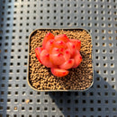 Echeveria 'Red Diamond' 1" Succulent Plant Cutting