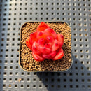 Echeveria 'Red Diamond' 1" Succulent Plant Cutting