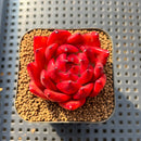 Echeveria Agavoides 'Amestro' 2" Succulent Plant Cutting