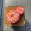 Echeveria 'Meteor' 2" Changhee Hybrid Succulent Plant Cutting