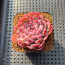 Echeveria 'Cherry Shadow' 2" Succulent Plant Cutting