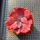 Echeveria 'Diamond State' Variegated 2" Succulent Plant Cutting