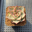 Echeveria Agavoides 'Ruby Maria' Variegated 2" Succulent Plant Cutting